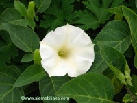 /album/datura-candida/datura-candida-sjeme-biljaka-jpg/